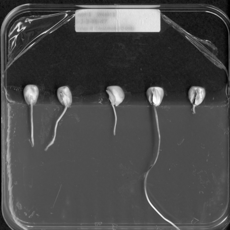 Maize roots image